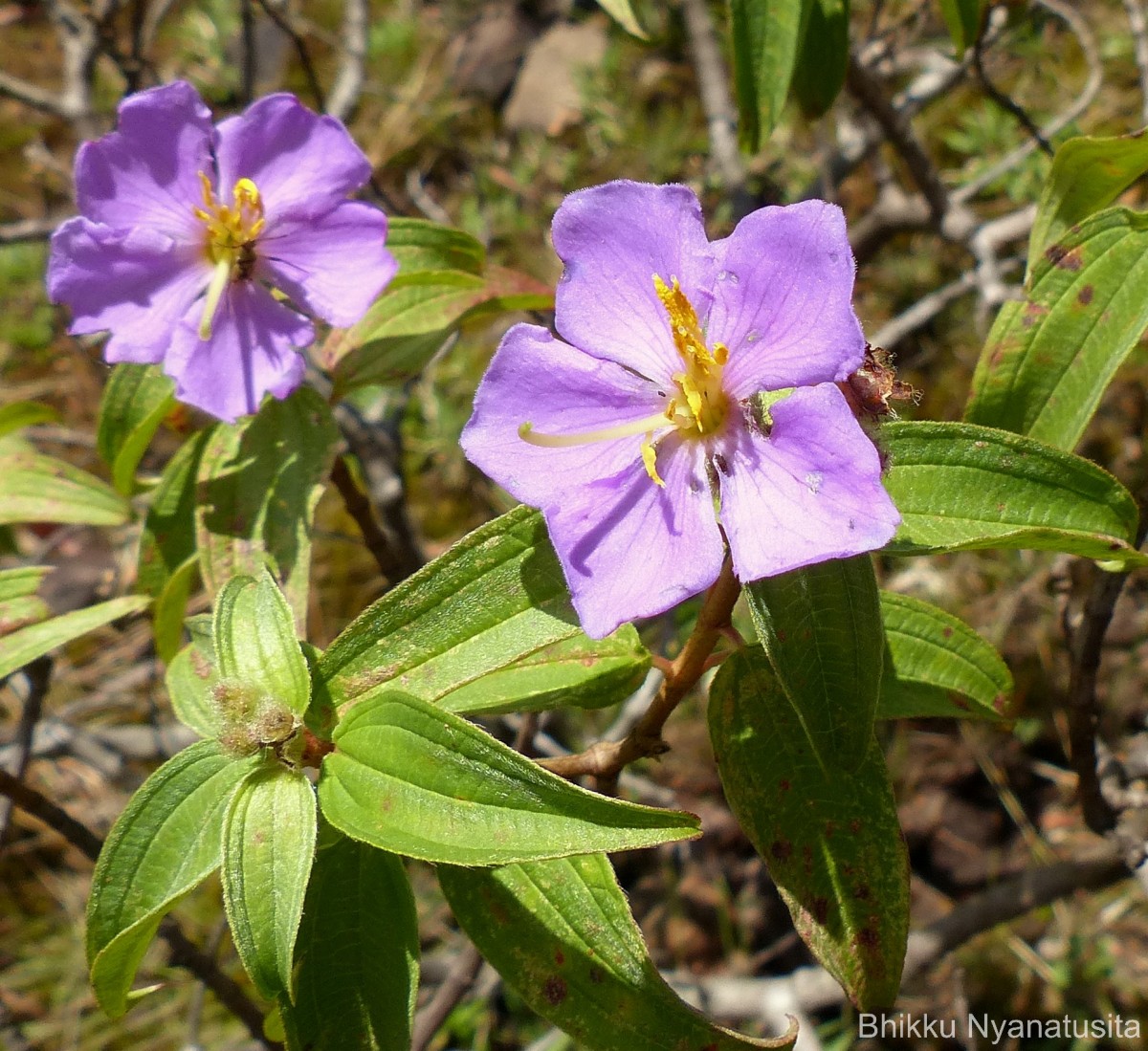 Osbeckia aspera Blume